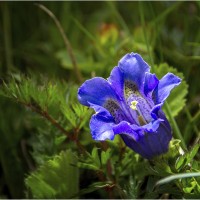 bluehendes desiree gruber enzian