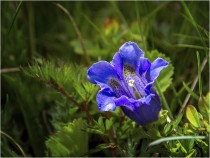 bluehendes desiree gruber enzian