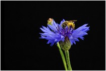 bluehendes desiree gruber kornblume