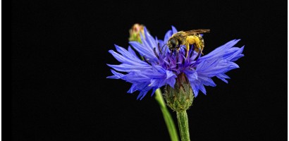 bluehendes desiree gruber kornblume