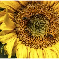 bluehendes desiree gruber sonnenblume