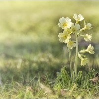 bluehendes heimo gruber schluesselblume