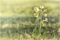 bluehendes heimo gruber schluesselblume