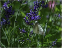 ok bluehendes lavendel