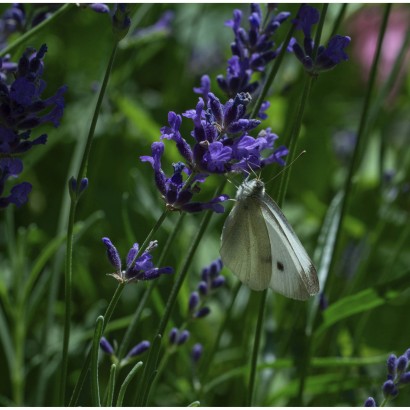 ok bluehendes lavendel