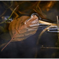 johann erlbacher herbstblatt